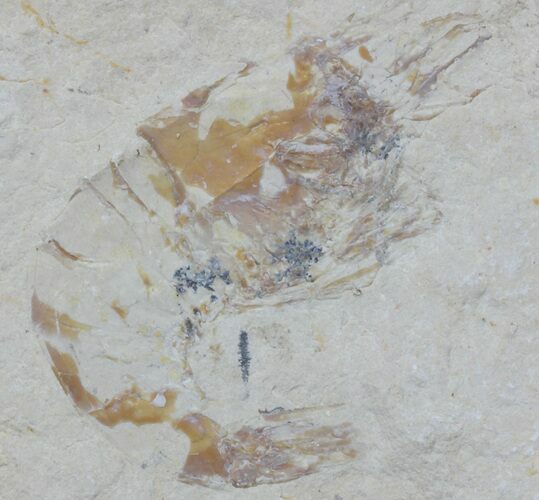 Cretaceous Fossil Shrimp - Lebanon #61561
